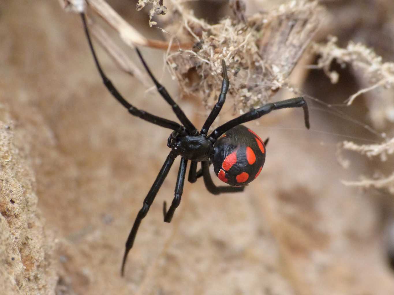 Latrodectus tredecinguttatus - Ostia (RM)